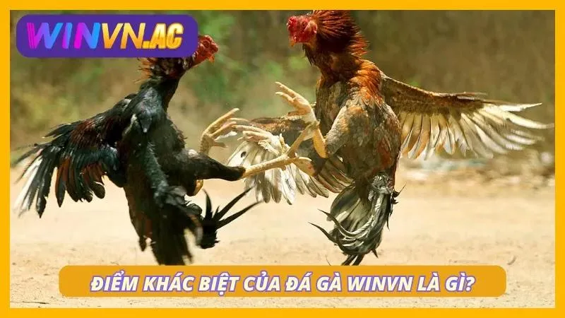 Ưu điểm của sảnh chọi kê