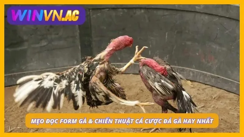 Bí kíp đặt cược cực chuẩn tại sảnh đá gà